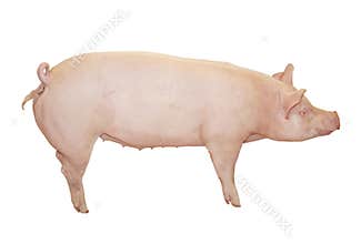 Big Pink Pig
