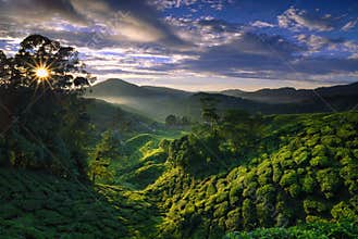 Foggy tea plantation at Dawn