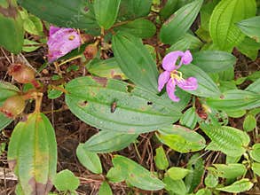 the wild melastoma malabathricum affine flowery weed plant.