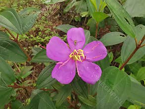the wild melastoma malabathricum affine flowery weed plant.