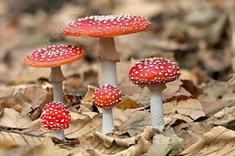 Five red mushrooms fungi