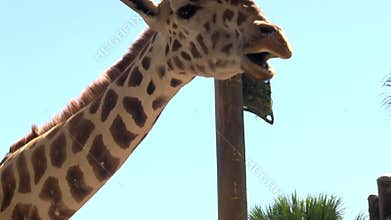Feeding giraffe