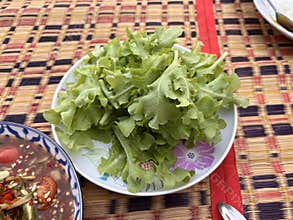 Salad vegetables , lettuce organic plant .
