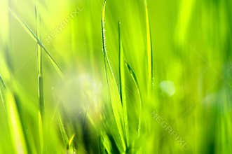 Spring and summer abstract nature background with grass and sun