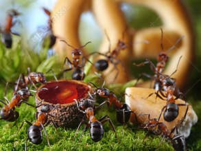 Party in anthill with honey and cake, ant tales