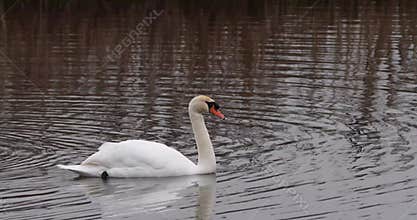 Mute swan (Cygnus olor)