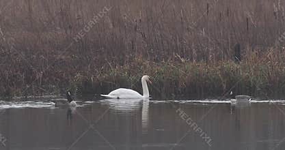 Mute swan (Cygnus olor)
