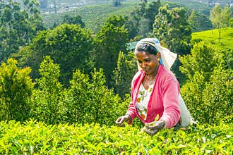 Tea picker at a tea plantation in the highlands of Sri Lanka