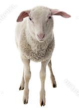 Sheep isolated