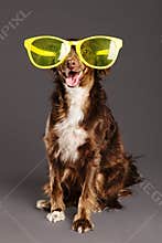 Brown Dog with Funny Glasses Studio Portrait