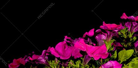 Petunia flowers