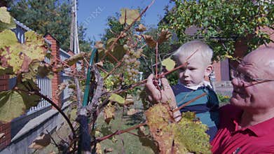 Senior man and little boy taking care of grapevine in the garden