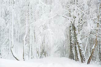 Birch trees in winter covered with snow, makes tunnel through road