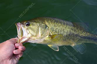 Largemouth Bass Fishing