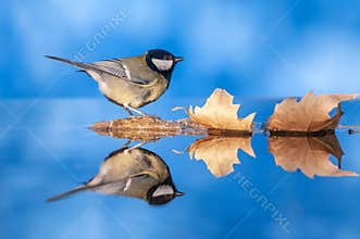 Great tit perched in a pond with water and a blue background