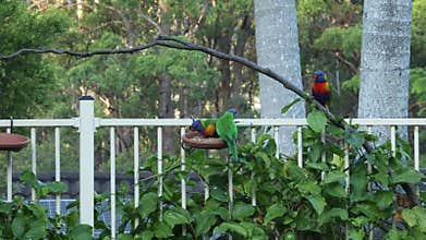 Rainbow lorikeets chasing off crested pigeons to establish food queue dominance