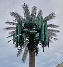 A cell phone communications tower in California disguised as a palm tree.