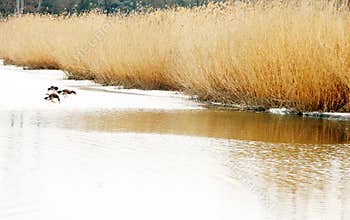 Scenery of reed marshes in early spring in March.