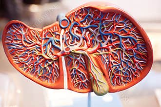 Model of human organs, the liver