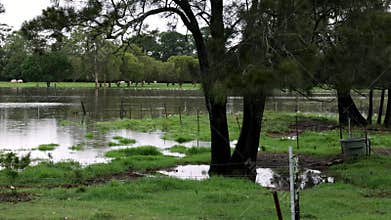 Cows looking bewildered at their flooded pasture paddocks on an inner city farm