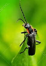 Black bug on green