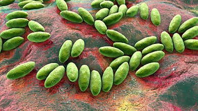 Brucella bacteria, 3D animation. Gram-negative bacteria that cause brucellosis