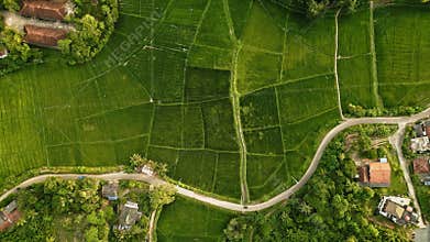 Drone view of verdant rice fields at dusk. Winding road cuts through lush agricultural land. Scenic rural landscape
