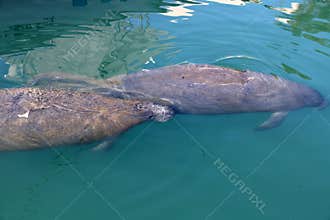 The large manatee or sea cow, with a younger companion.