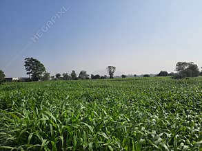 Agricultural farm land in Rajasthan, India