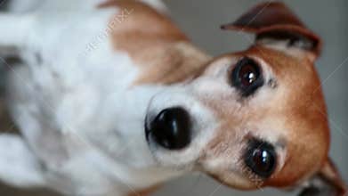 Dog face close up portrait.