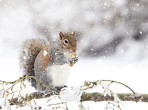 Eastern Grey Squirrel Eating while it's Snowing