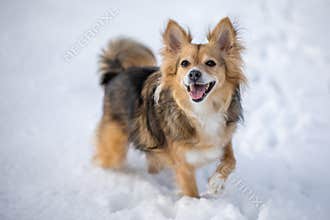 Furry mixed breed dog running joyfully and carelessly in deep snow