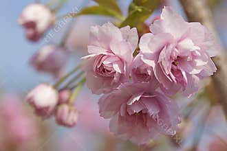 Pink cherry blossom tree