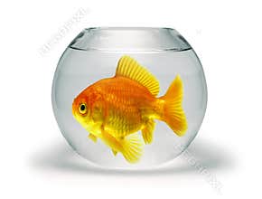Goldfish in Small Bowl