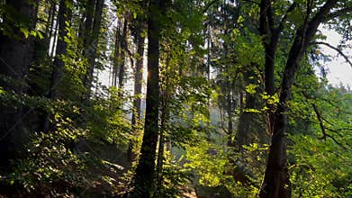 The sun is shining through the trees in the forest