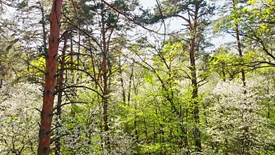 Sunny flower spring blooming wild forest sky nature summer