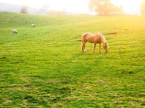 Beautiful horse in a field
