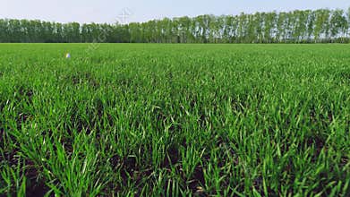 Wind sways young green wheat in field and waves of crops. Ears of barley move in wind. Wheat ears on a wind at day.