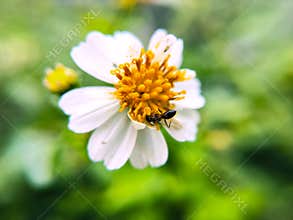 an ant looking for food on the white Bidens pilosa flower