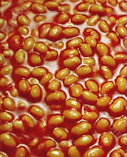 Baked beans in tomato sauce