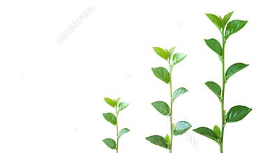 Growth