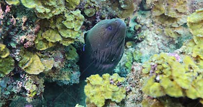 Large giant moray eel, gymnothorax javanicus, underwater at the bottom of the sea