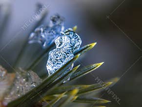 Picea pungens Engelm. Prickly spruce leaves close up as the water freezes. It was made in the afternoon in Szirák in November.