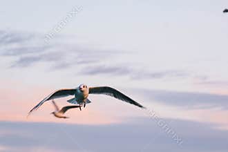 Sea eagle flies free