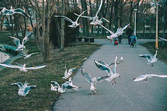 sea eagle over black sea