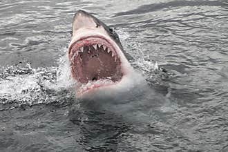 Attack great white shark