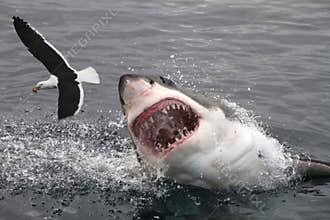 Attack great white shark