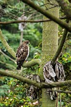 Raptor Bird: Peregrine Falcon in the Wild