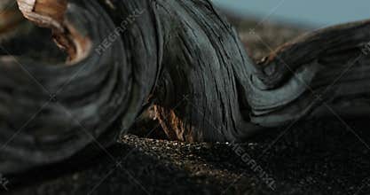 Still life with Weathered Driftwood on Sandy Beach.