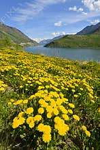 Wild flowers near Tutshi Lake